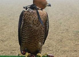 Risultati immagini per falconeria maltrattamento